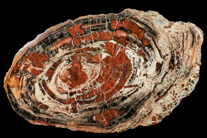 Red/Black Petrified Wood (Araucarioxylon) Round - Arizona #112017